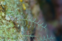 Dynamena moluccana image