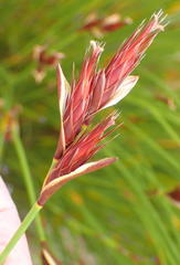 Hypodiscus aristatus