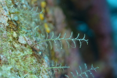 Dynamena moluccana