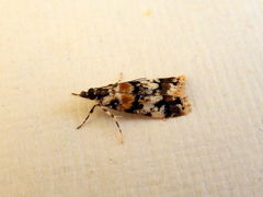 Scoparia charopoea