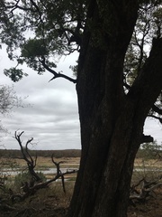 Diospyros mespiliformis