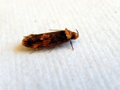 Mimobrachyoma maculifera