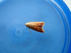 Tachystola acroxantha