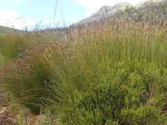 Hypodiscus aristatus