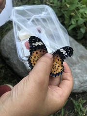 Argynnis hyperbius