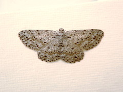 Tephrosia exesaria