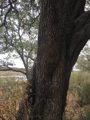 Diospyros mespiliformis