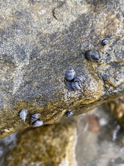 Echinolittorina aspera