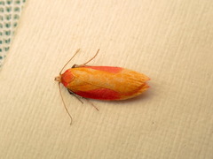Wingia hesperidella