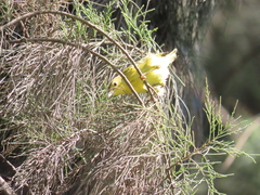 Setophaga petechia