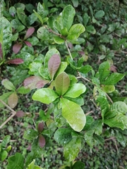 Synsepalum dulcificum