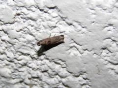 Lepidoptera