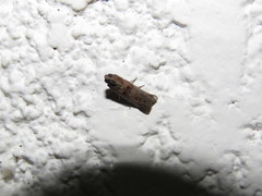 Lepidoptera