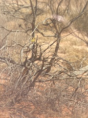 Epthianura aurifrons