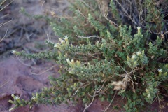 Brickellia microphylla microphylla