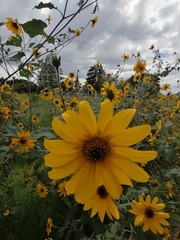 Tithonia tubaeformis