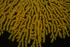 Villogorgia citrina
