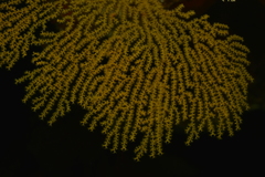 Villogorgia citrina