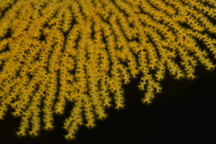 Villogorgia citrina