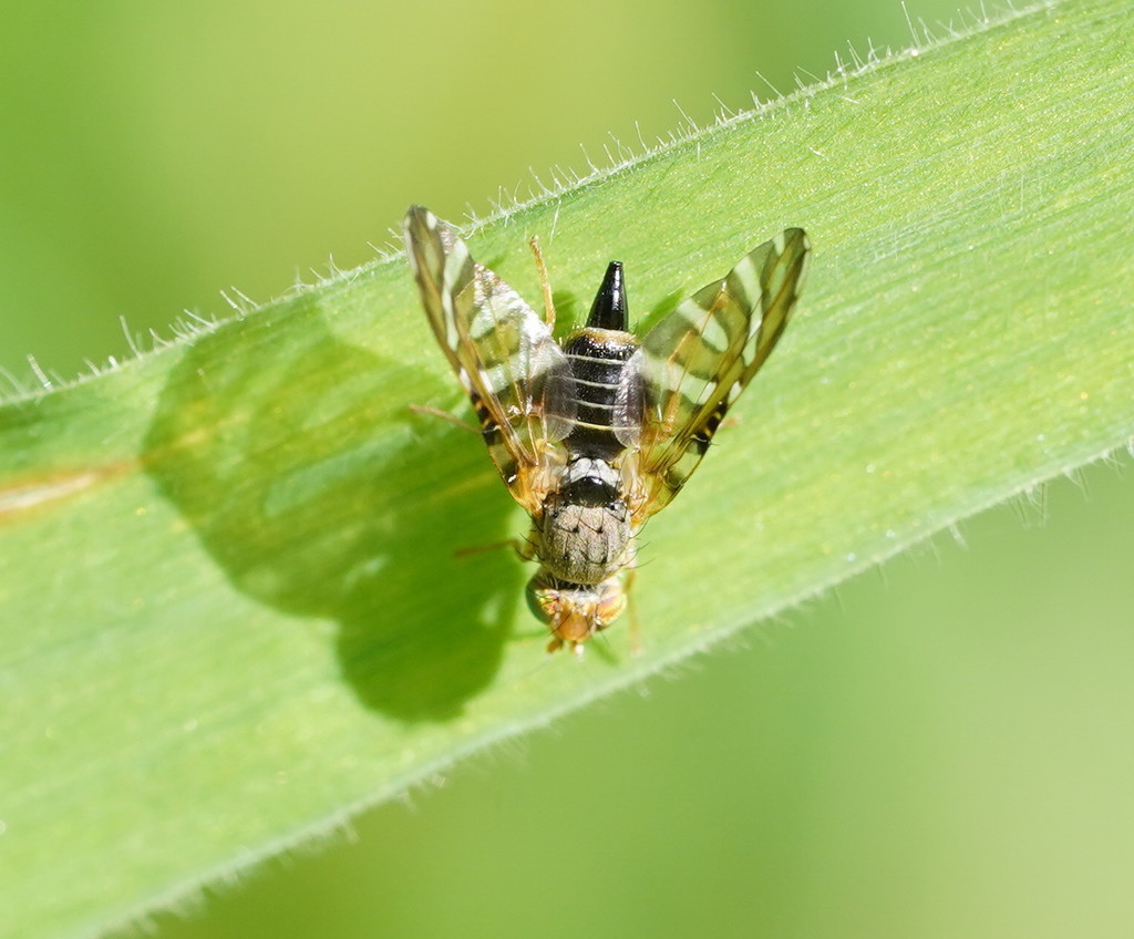Oedaspis mouldsi