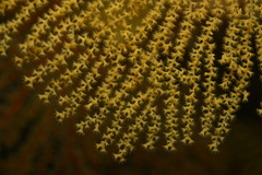 Villogorgia citrina