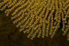 Villogorgia citrina