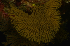 Villogorgia citrina