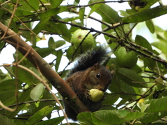 Sciurus pucheranii