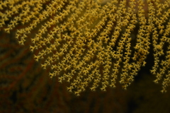 Villogorgia citrina