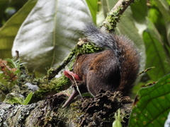 Sciurus pucheranii