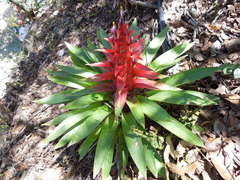 Tillandsia imperialis