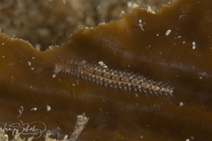 Hesionidae