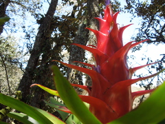 Tillandsia imperialis