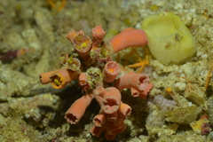 Cladopsammia gracilis