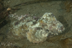 Aploactisoma milesii