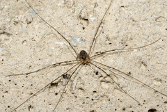Amilenus aurantiacus