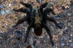 Aphonopelma madera