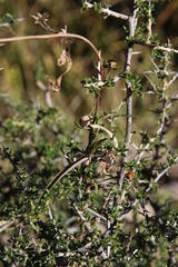 Convolvulus sagittatus