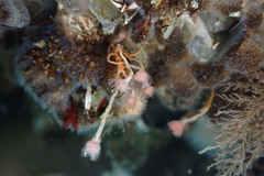 Ectopleura marina image