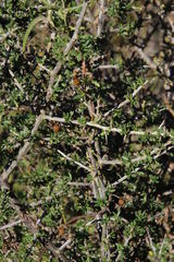 Convolvulus sagittatus