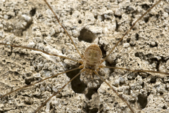Amilenus aurantiacus