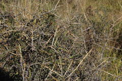 Convolvulus sagittatus