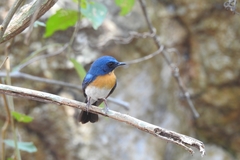 Cyornis sumatrensis