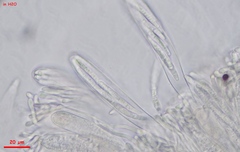 Strossmayeria basitricha