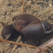 Melantho Snails - Photo (c) Hans Zwitzer, some rights reserved (CC BY-NC-SA)