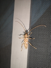 Eburia pedestris