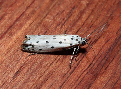 Ethmia praeclara