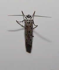 Ethmia praeclara