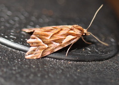 Clytoscopa iorrhoda