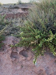 Brickellia microphylla microphylla